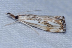 Catoptria falsella, Crambus douteux (Le)