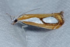 Catoptria pinella, Crambus des pinèdes (Le)
