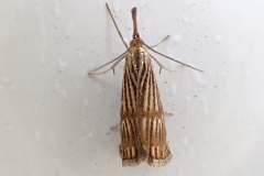 Chrysocrambus linetella, Crambus mordoré (Le)
