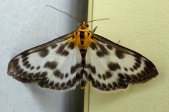 Anania hortulata, Pyrale de l