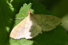 Paratalanta hyalinalis ; Botys hyalin (Le)