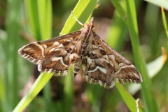 Diasemia reticularis, Hydrocampe lettrée (L