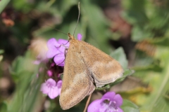 Pyrausta aerealis, La Pyrauste olivacée