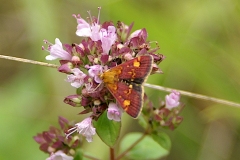 Pyrausta aurata, Pyrauste de la Menthe (La)