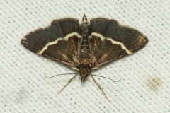 Pyrausta cingulata, Ennychie zone blanche (L