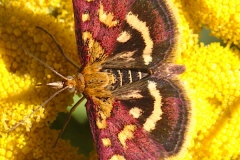 Pyrausta purpuralis, La Pyrauste pourprée