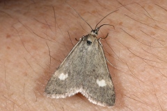 Udea alpinalis