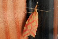 Hypercallia citrinalis
