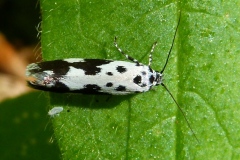Ethmia quadrillella