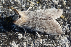 Achlya flavicornis, Flavicorne (Le)
