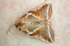 Habrosyne pyritoides, Râtissée (La)