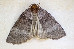 Ochropacha duplaris ; Double-Ligne (La), Bipoint (Le)