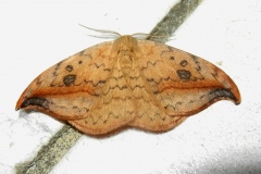 Drepana falcataria, Faucille (La)
