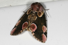 Thyatira batis, Batis (La), Saint-Laurent (74), ©Photo Alain Benard