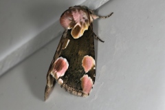 Thyatira batis, Batis (La), Saint-Laurent (74), ©Photo Alain Benard