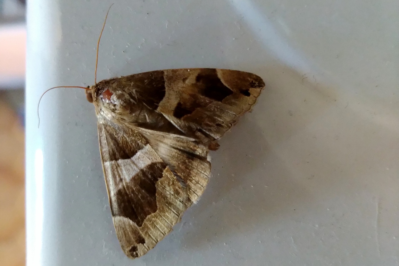 Dysgonia algira ; Passagère (La)