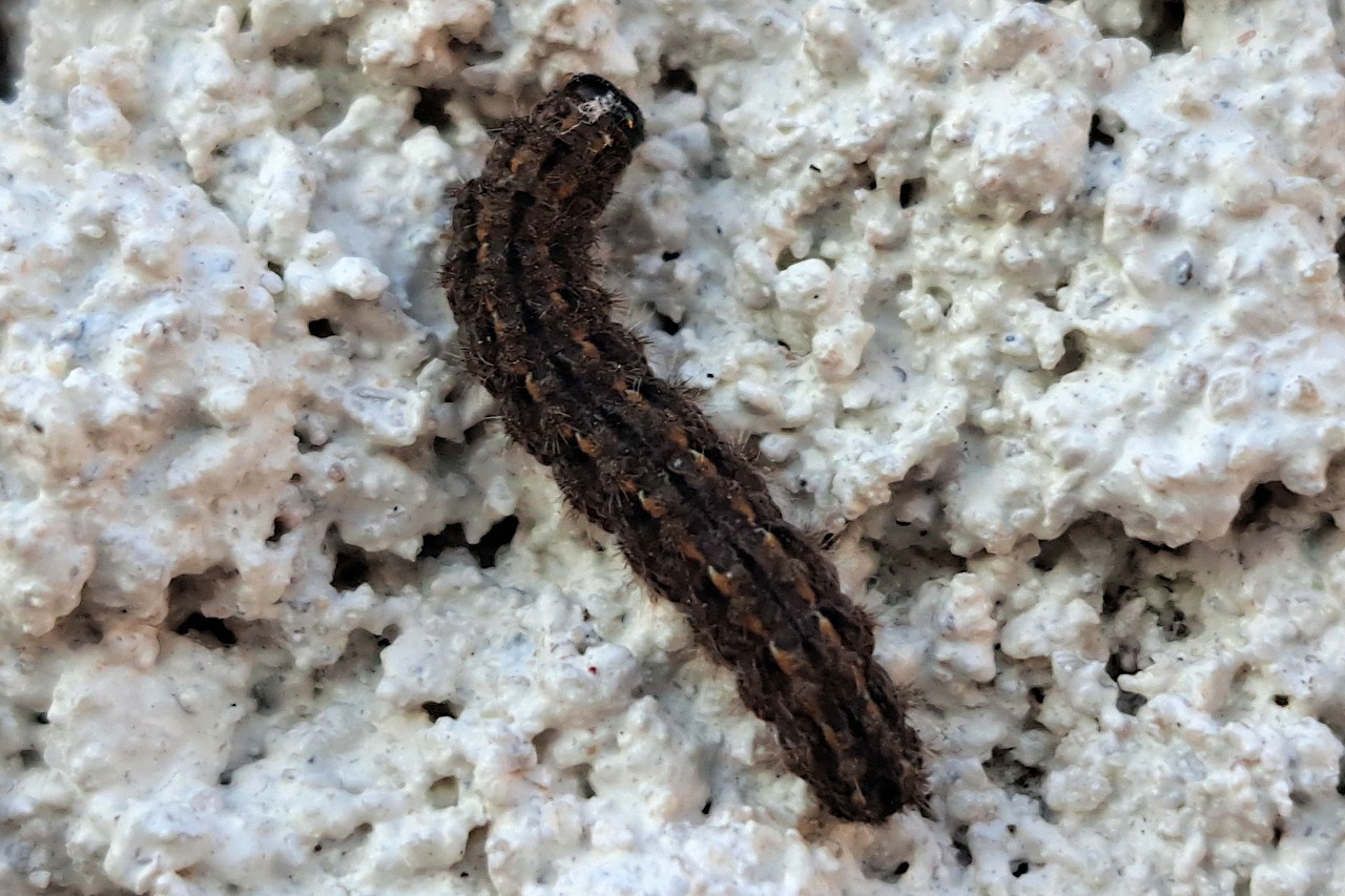 Eilema caniola ; Manteau pâle (Le)