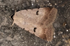 Lygephila craccae, Ophiuse des pois à crapauds (L