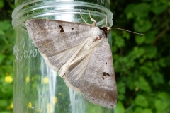 Lygephila pastinum, Ophiuse de l