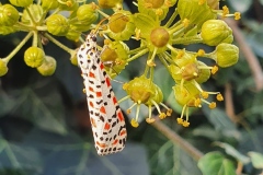 Utetheisa pulchella ; Gentille (La), Ecaille du Myosotis (L