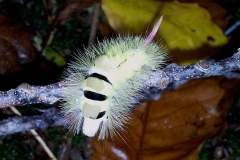Calliteara pudibunda, Pudibonde (La)