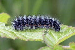 Eilema lurideola, Lithosie complanule (La)