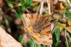 Euclidia glyphica, Doublure jaune (La)