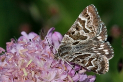Euclidia mi, Mi (Le)