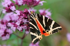 Euplagia quadripunctaria, Écaille chinée (L