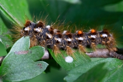 Euproctis chrysorrhoea, Cul-brun (Le)