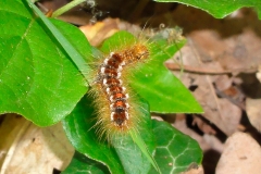Euproctis chrysorrhoea, Cul-brun (Le)
