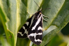 Arctia plantaginis, Écaille du Plantain (L