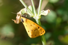 Setina aurita, Écaille alpine (L