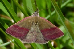 Phytometra viridaria, Noctuelle couleur de bronze (La)