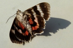 Catocala nupta, Mariée (La)