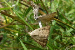 Polypogon tentacularia, Tâteuse (La)