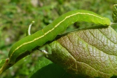 Scoliopteryx libatrix, Découpure (La)