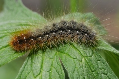 Arctia caja ; Écaille Martre (L