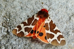 Arctia caja ; Écaille Martre (L