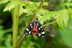 Callimorpha dominula ; Écaille marbrée (L