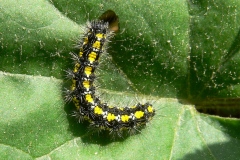 Callimorpha dominula ; Écaille marbrée (L
