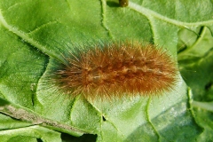 Diaphora mendica, Écaille mendiante (L