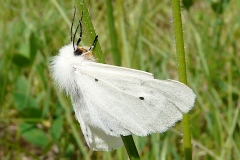 Diaphora mendica, Écaille mendiante (L