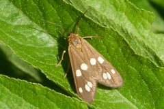 Dysauxes punctata, Ménagère (La)
