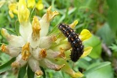 Manuela complana ; Manteau à tête jaune (Le), Lithosie aplatie (La)