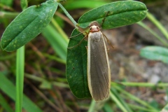 Eilema lurideola ; Lithosie complanule (La), Lithosie plombée (La)