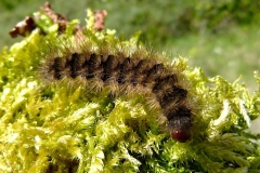 Arctia villica ; Écaille fermière (L