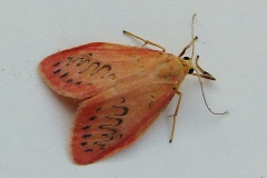 Miltochrista miniata, Rosette (La)