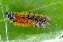 Arctia plantaginis, Écaille du Plantain (L