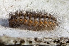 Phragmatobia fuliginosa, Écaille cramoisie (L